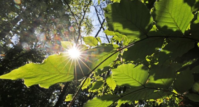 ДАР ТОҶИКИСТОН ДАҲАИ ДУВВУМИ МОҲИ ИЮН КОРОНАВИРУС МЕТАВОНАД НОБУД ШАВАД. Ин хулоса аз пешгӯиҳои мутахассисон бармеояд