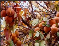 НАЧАЛСЯ СЕЗОН ХУРМЫ! Почему её плоды называют «солнечным фруктом» и как этот фрукт замедляет старение организма