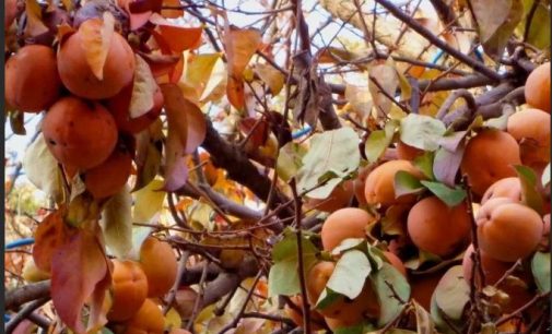 НАЧАЛСЯ СЕЗОН ХУРМЫ! Почему её плоды называют «солнечным фруктом» и как этот фрукт замедляет старение организма