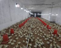 ҲАДАФ-ТАЪМИНИ АМНИЯТИ ОЗУҚАВОРӢ. Дар “Истироҳатгоҳи табобатии собиқадорони ҷангу меҳнати “Ромит”-и шаҳри Ваҳдат” коргоҳи мурғпарварӣ ба истифода дода шуд