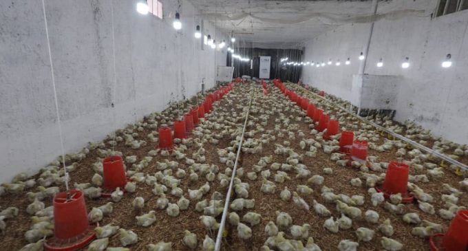 ҲАДАФ-ТАЪМИНИ АМНИЯТИ ОЗУҚАВОРӢ. Дар “Истироҳатгоҳи табобатии собиқадорони ҷангу меҳнати “Ромит”-и шаҳри Ваҳдат” коргоҳи мурғпарварӣ ба истифода дода шуд